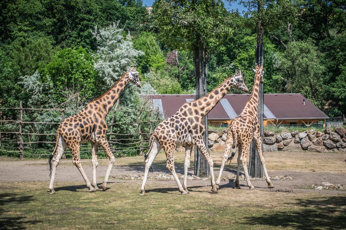 Žirafy v ZOO Plzeň